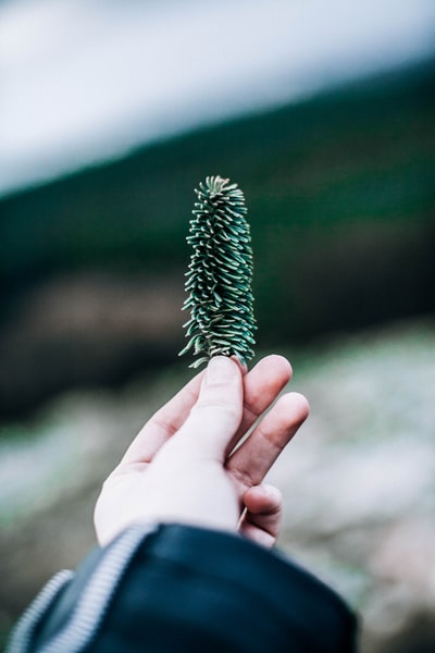 手持绿叶植物的人特写摄影